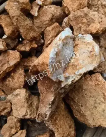 8岁男孩爬山发现问荆草